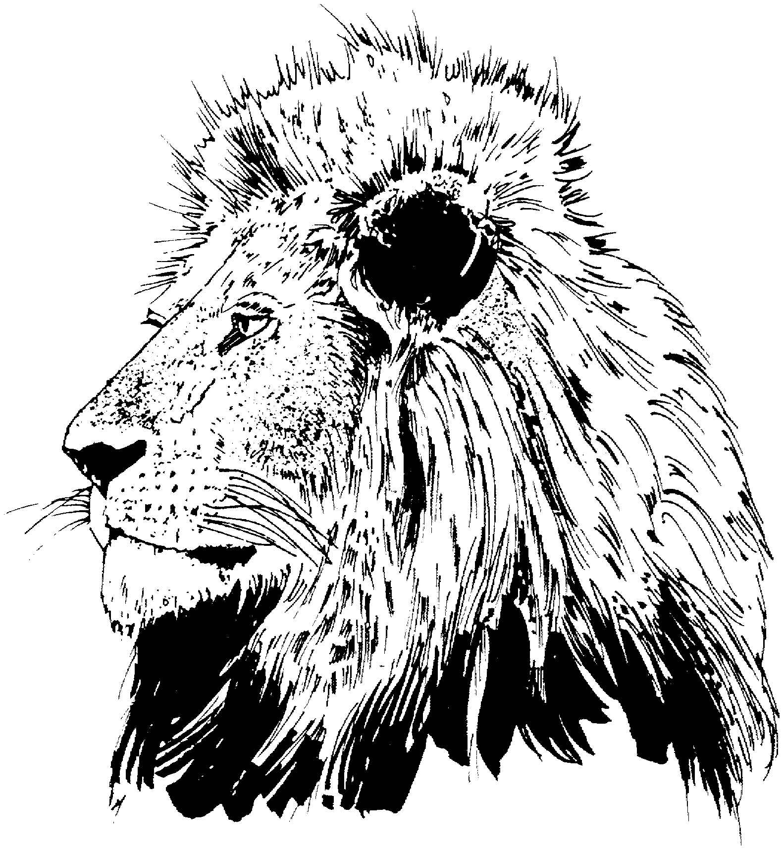 New Lion Coloring Pages for Adult