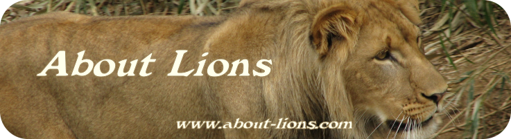 About Lions