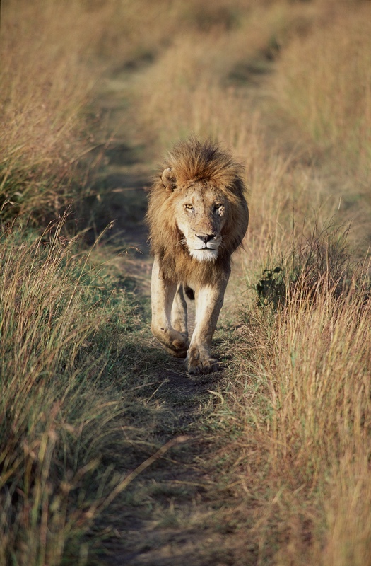 Lion on Prairie