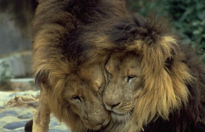 Cuddling Lions