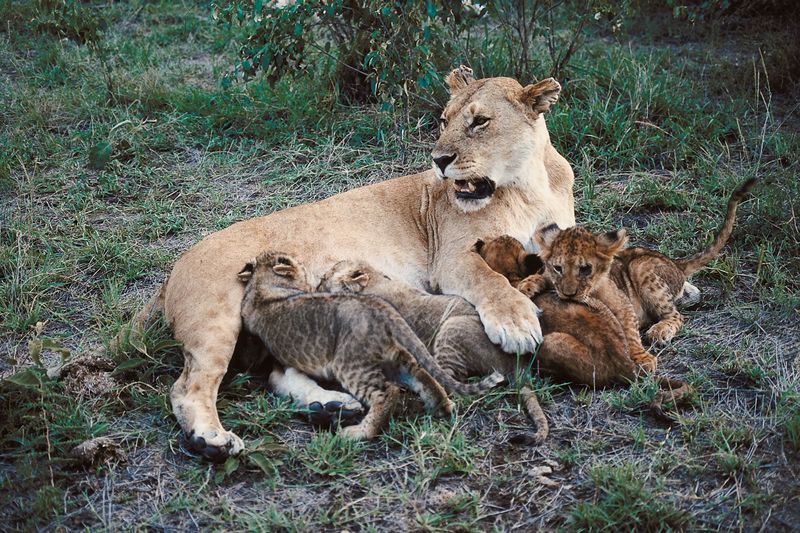 Lioness with Cubs