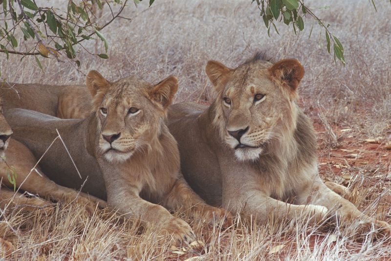 Lion Pride