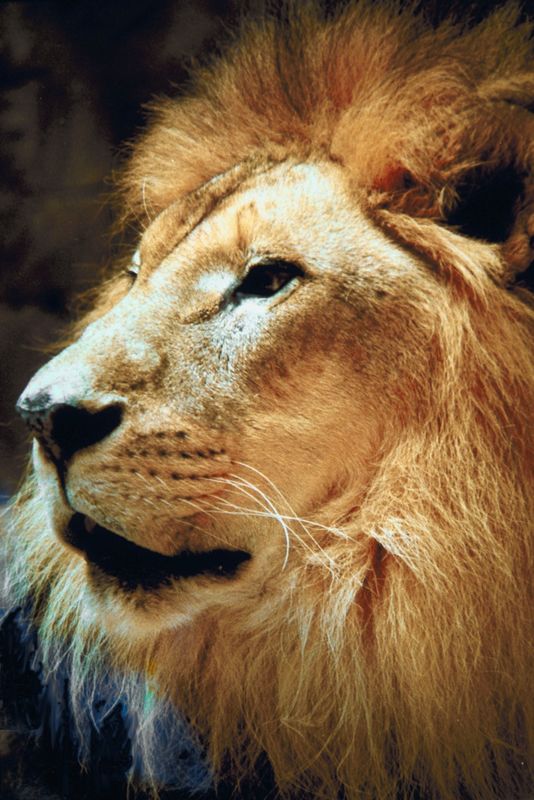 Lion Profile