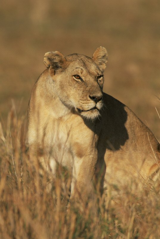 Prowling Lion