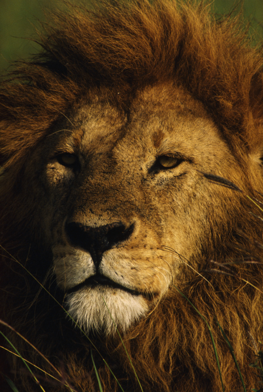 Lions Mane