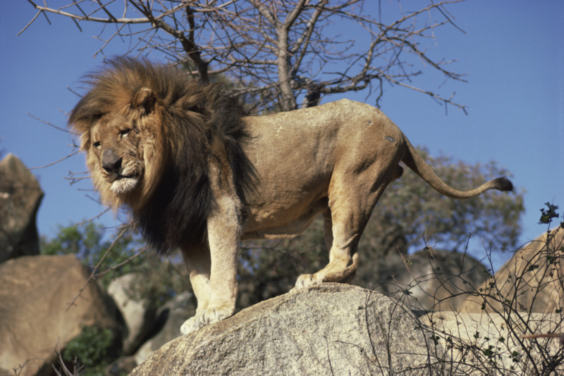 Lion on Rocks