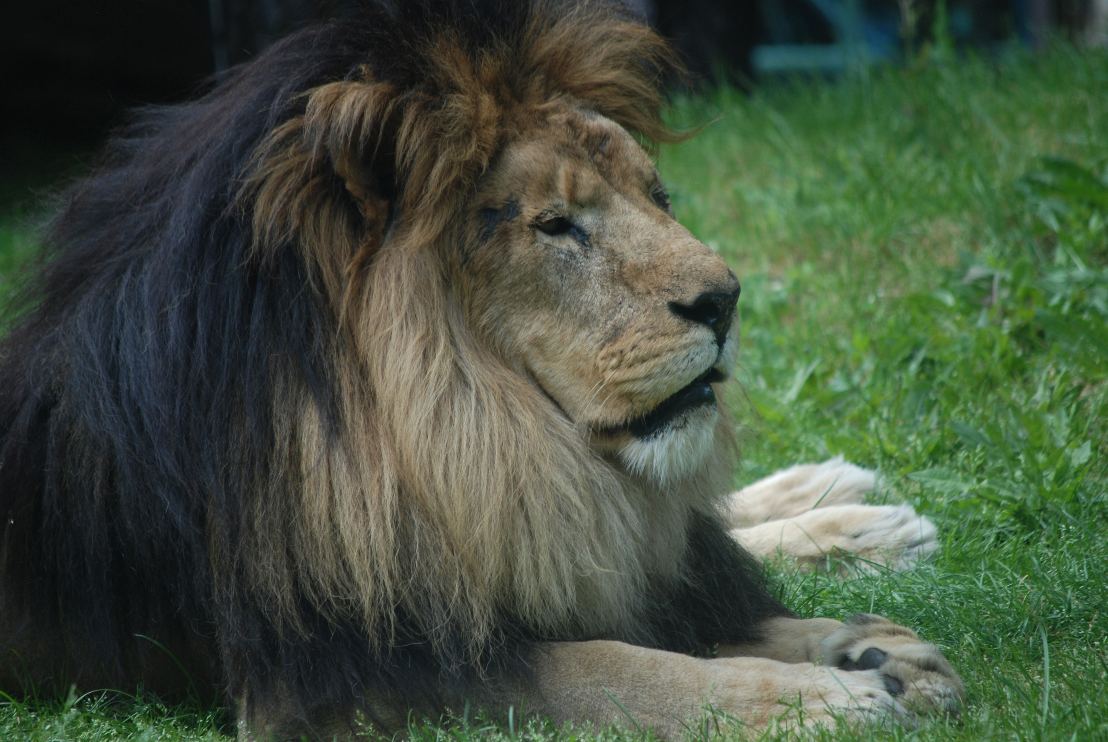 Dark-maned male lion resting
