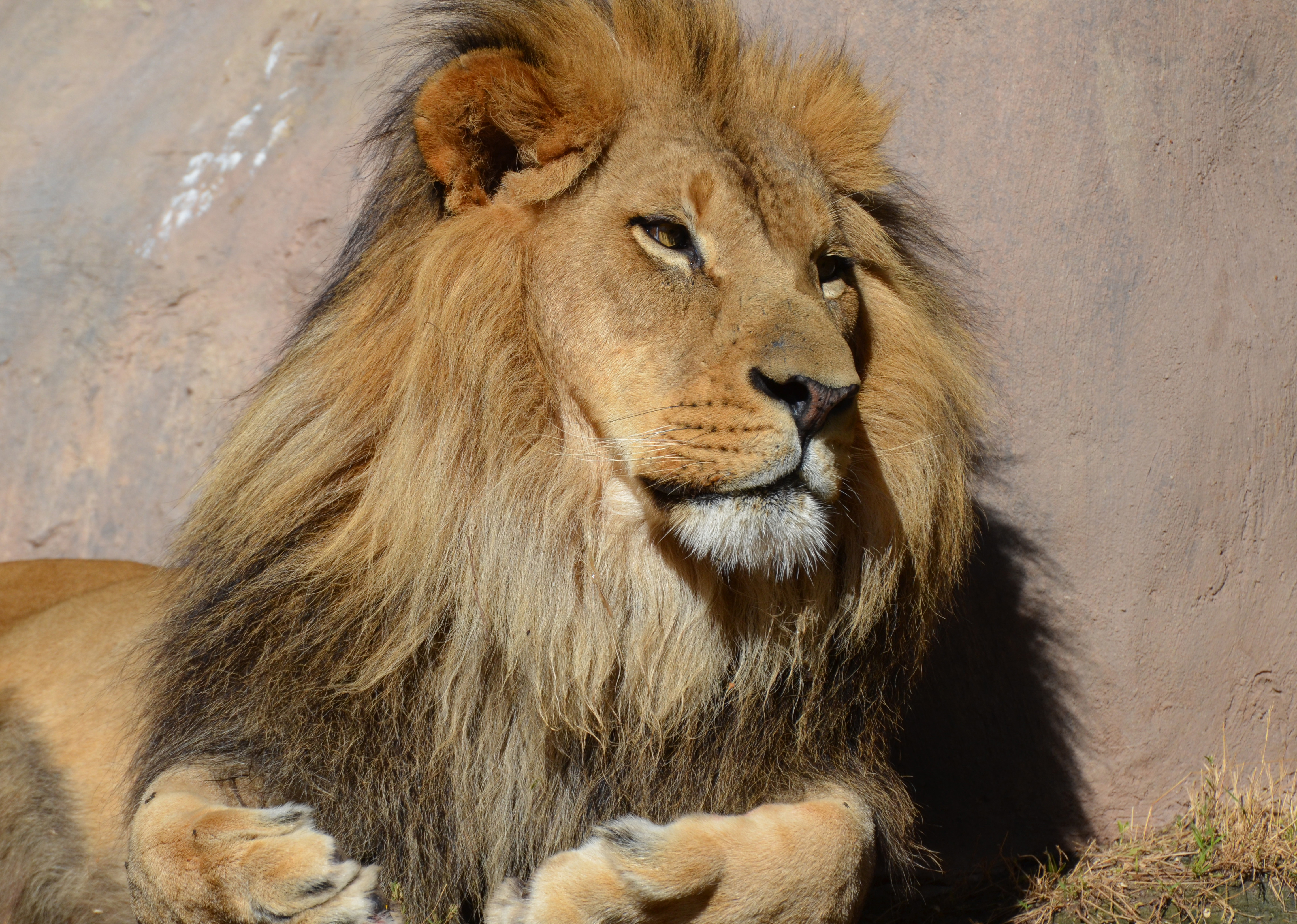 Male lion resting on a rock, close-up
