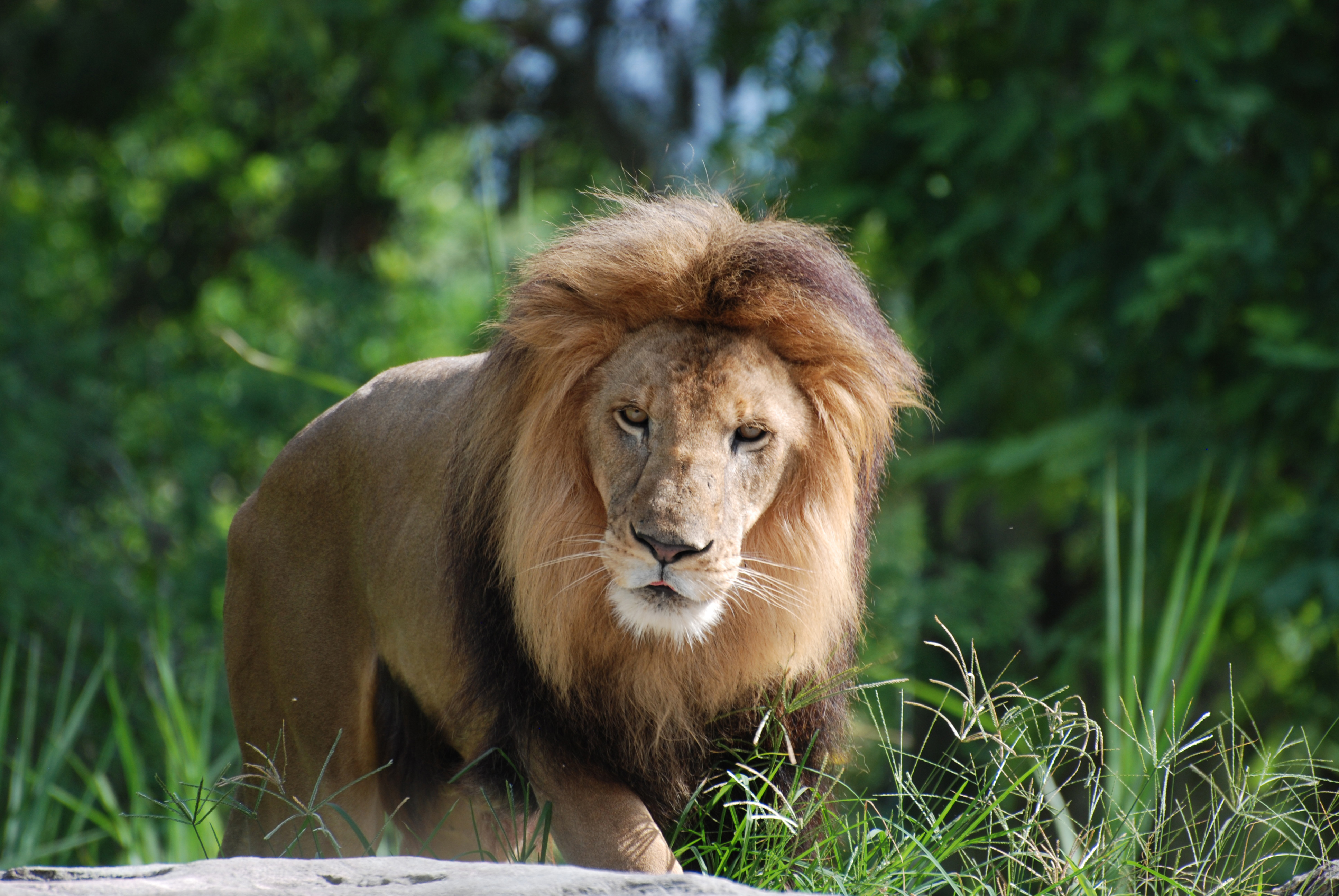 Male lion standing, facing forward